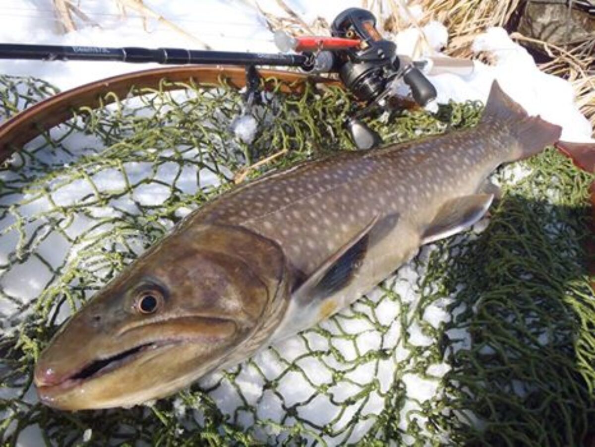 なんと５９センチの大岩魚を釣り上げてしまいました - Fishman（フィッシュマン）