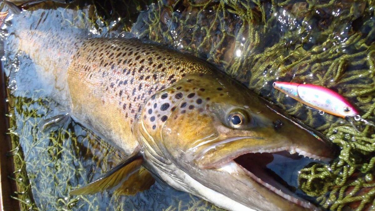 冷静にそして慎重に見えてるブラウントラウトの向こう側にキャスト - Fishman（フィッシュマン）