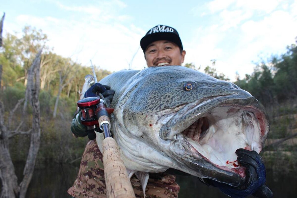 夢のモンスターマーレーコッドを獲る事が出来ました。 - Fishman（フィッシュマン）