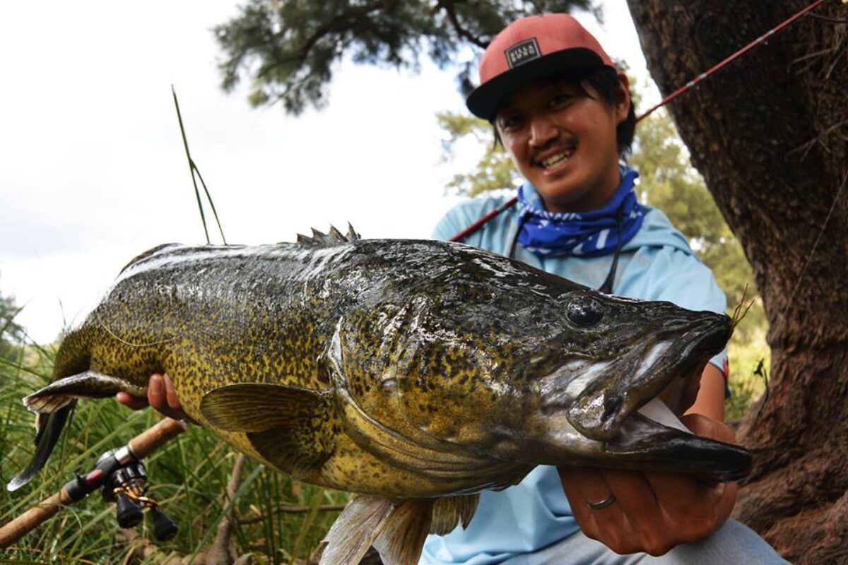 BEAMS 710 で獲った８０ｃｍのワイルドリバーマーレーコッド - Fishman（フィッシュマン）