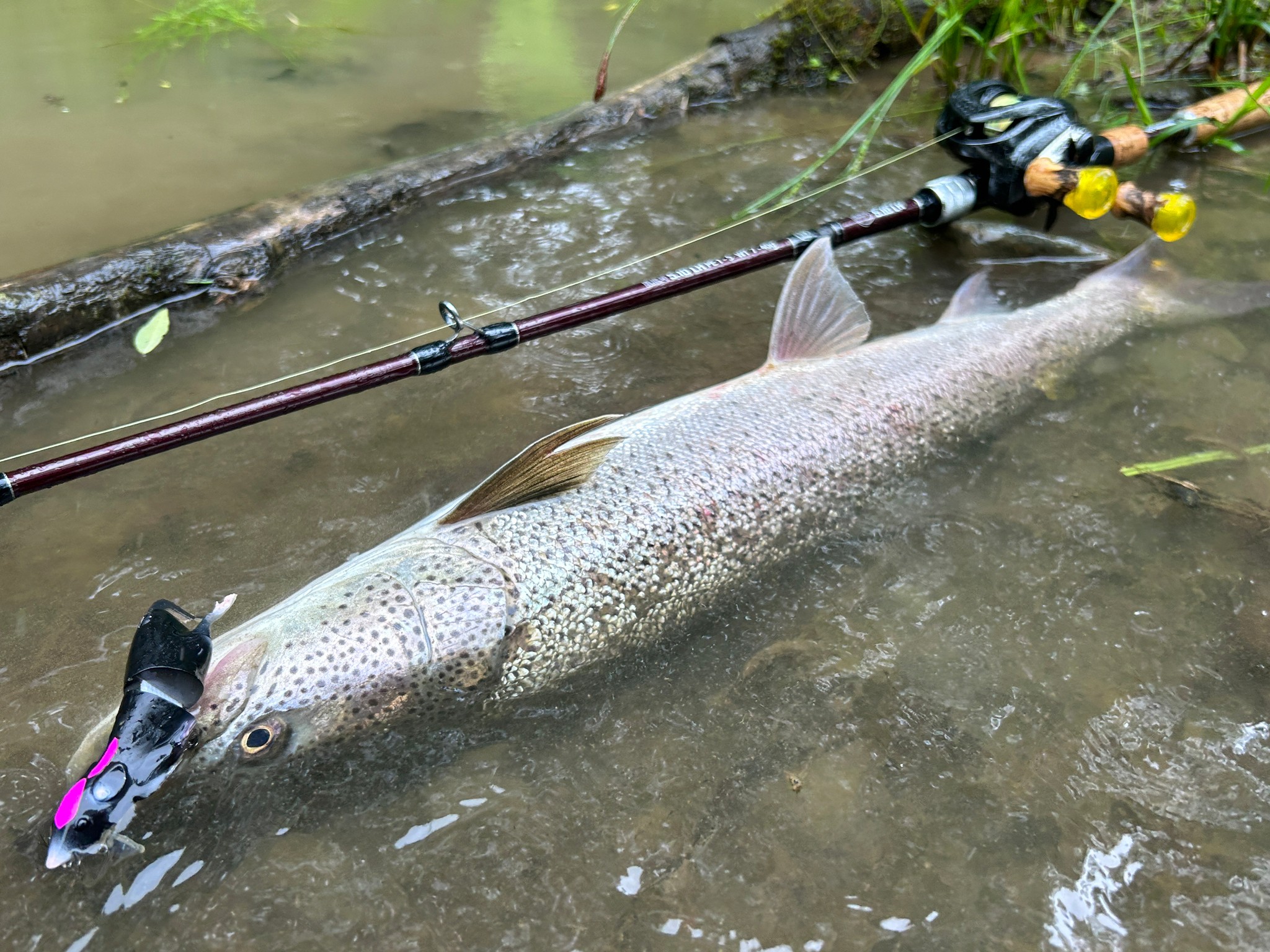 ネズミとイトウとBC4 5.10LHと。 - Fishman（フィッシュマン）