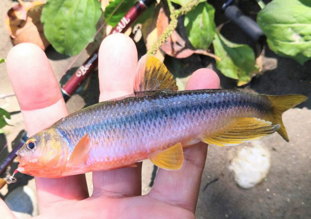 自動自作さかな釣り機 - その他